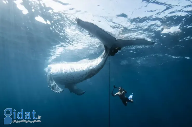 برندگان مسابقه عکاسی اقیانوسیه ۲۰۲۵ اعلام شدند؛ آزادی نهنگ گوژپشت