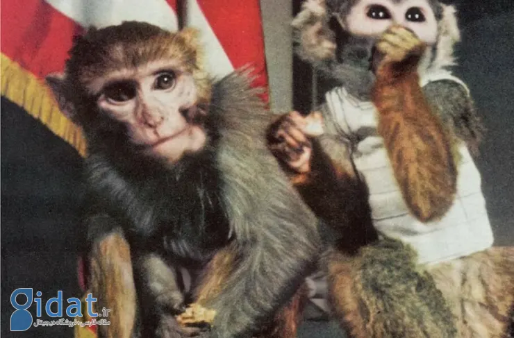 امروز در فضا: آبل و بیکر، اولین میمون هایی که از پرواز فضایی جان سالم به در بردند