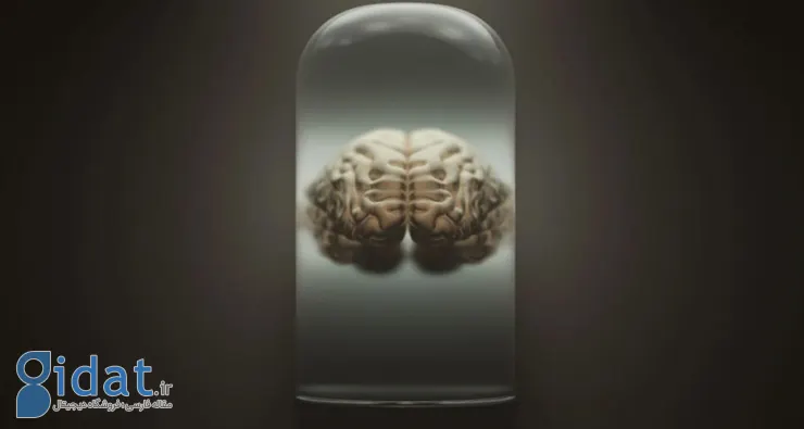 مجموعه ای عجیب: این دانشگاه در دانمارک بزرگترین مجموعه مغز واقعی انسان را جمع آوری کرده است