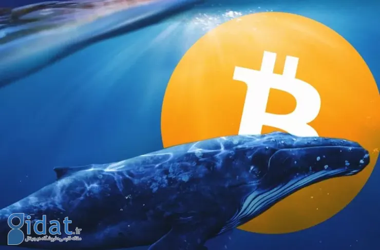 نهنگ‌های بیت کوین برگشته‌اند و در هفته گذشته ۵۳۰۰۰ کوین خریداری کرده‌اند