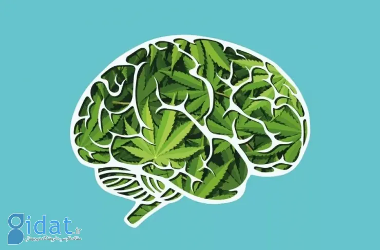 محققان: مصرف ماری جوانا فعالیت مغز و حافظه را مختل می کند