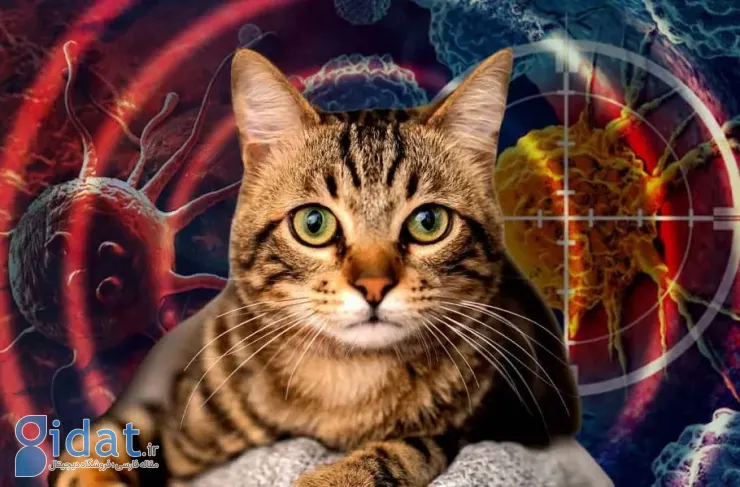 تحقیقات جدید: گربه‌ها می‌توانند کلید درمان سرطان در انسان باشند
