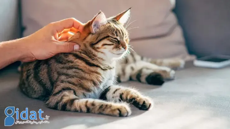 نوازش گربه