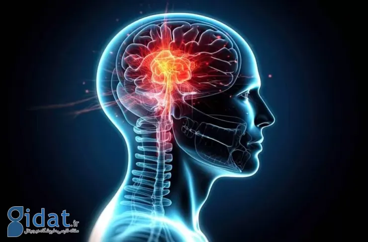 با رشد سلول های مغز در فضا، محققان به سمت درمان بیماری های عصبی حرکت می کنند