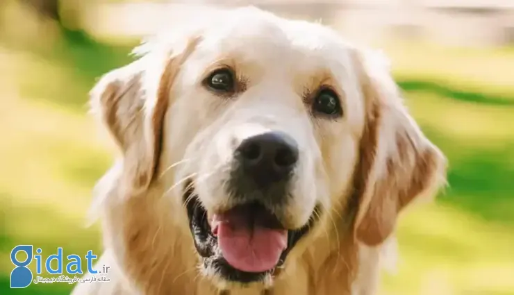 سگ گلدن رتریور