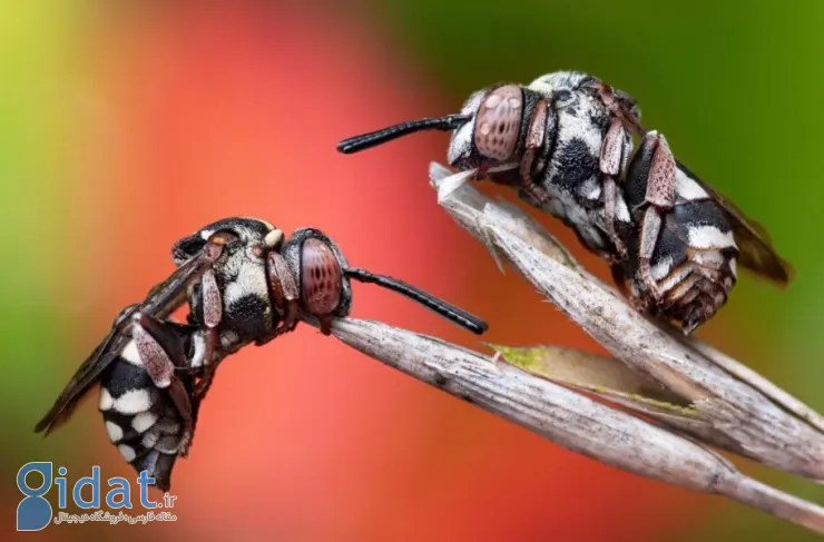 برندگان مسابقه عکاسی حشرات 2024 مشخص شدند. دنیای شگفت انگیز بی مهرگان مینیاتوری