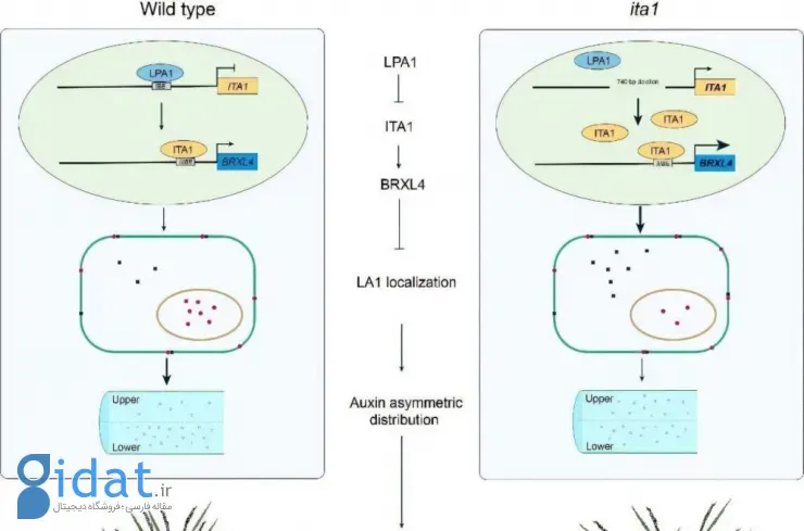 کنترل ژنتیکی زاویه پنجه‌زنی برنج
