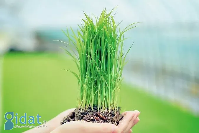 کشف جدید محققان چینی: ژن‌های کلیدی کنترل‌کننده معماری گیاه برنج شناسایی شدند