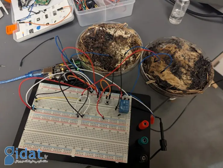 مدار حافظه کامپیوتری با قارچ