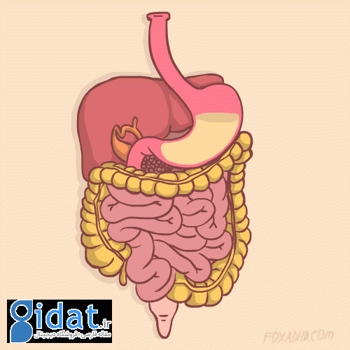 سندرم دامپینگ معده چیست؟ علل، علائم، نحوه تشخیص و درمان