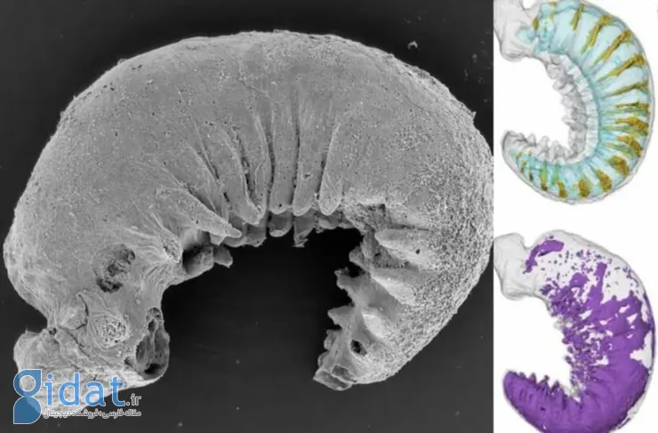فسیل لارو 520 میلیون‌ساله اطلاعات جذابی درباره منشأ بندپایان برملا کرد
