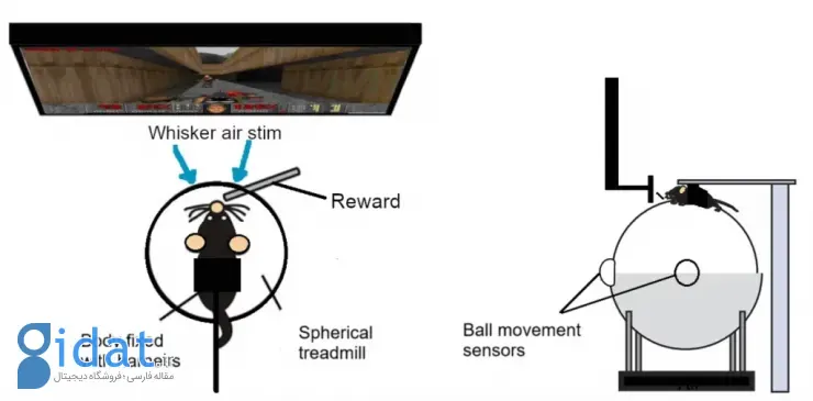بازی Doom موش‌ها