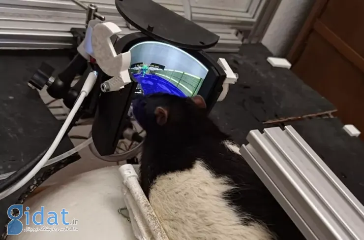 آزمایش جالب یک مهندس مجارستانی: موش‌ها یاد گرفتند که در بازی Doom به دشمنان شلیک کنند