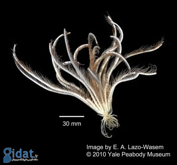 دانشمندان یک هیولای دریایی عجیب با 20 بازو کشف کردند