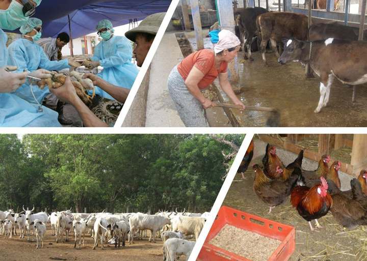 درباره پودر کربنات کلسیم خوراک دام و طیور چه می دانید؟