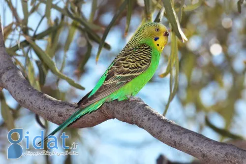 مقایسه مرغ عشق با مرغ مینا برای نگهداری در منزل