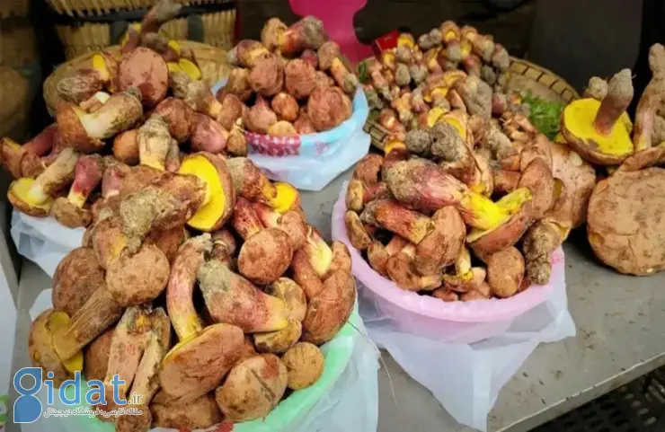 قارچ مرموزی که باعث می‌شود مردم «آدم کوچولو» ببینند