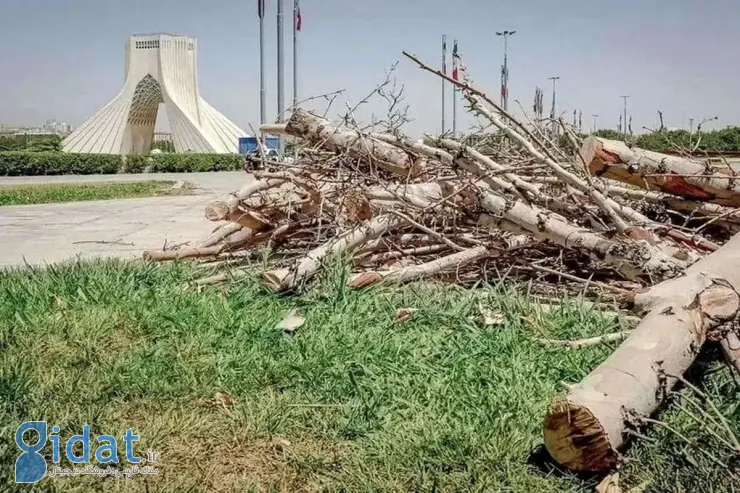 حادثه خبرساز قطع درختان میدان آزادی
