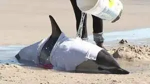 ویدئویی از تیر خلاص به 6 دلفین در ساحل