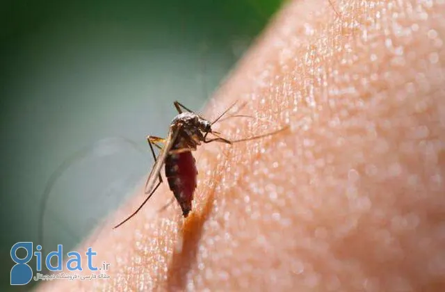 علائم و راه های انتقال مالاریا را بشناسید
