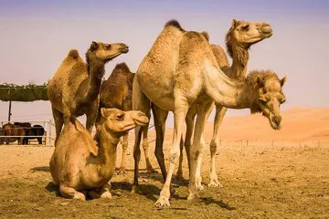آیا شیر شتر مفید است؟