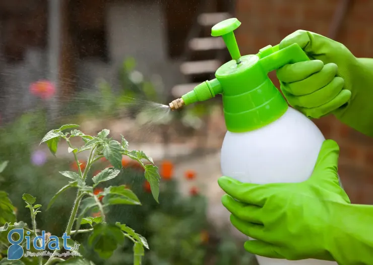 ترکیبی ساده و مؤثر برای از بین بردن سموم از میوه‌ها و سبزیجات