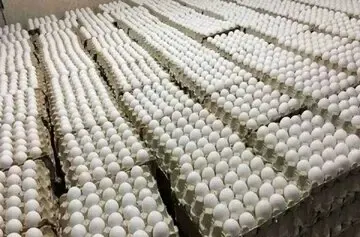 اعتراض روزنامه اصولگرا به ارزانی تخم مرغ