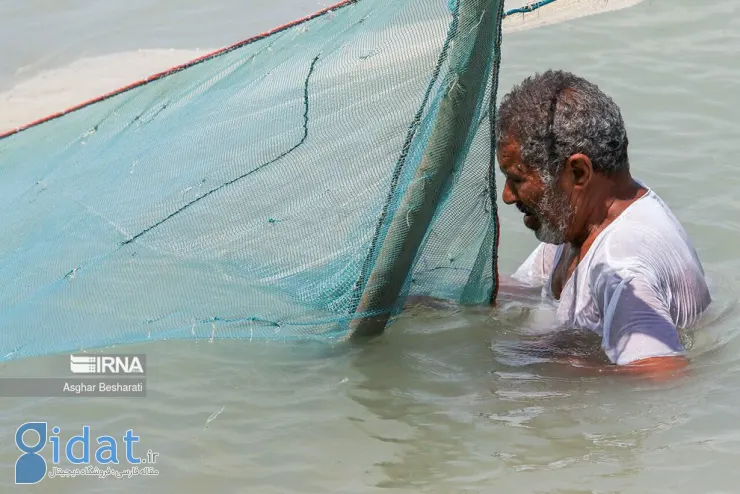 تصاویری متفاوت از صید چل بنی