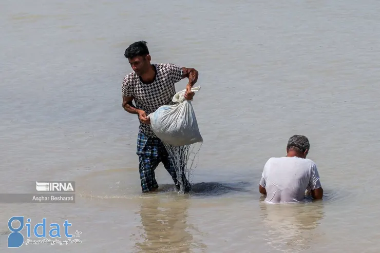 تصاویری متفاوت از صید چل بنی