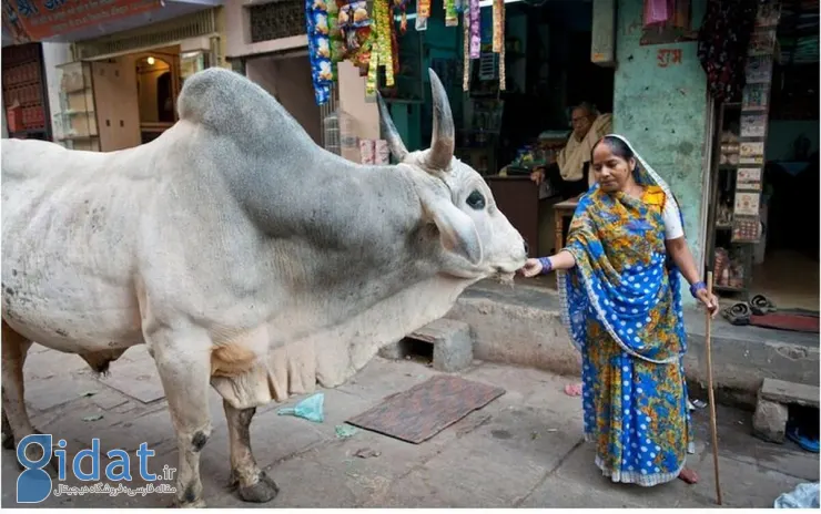 چرا هندی ها ادرار گاو می نوشند؟