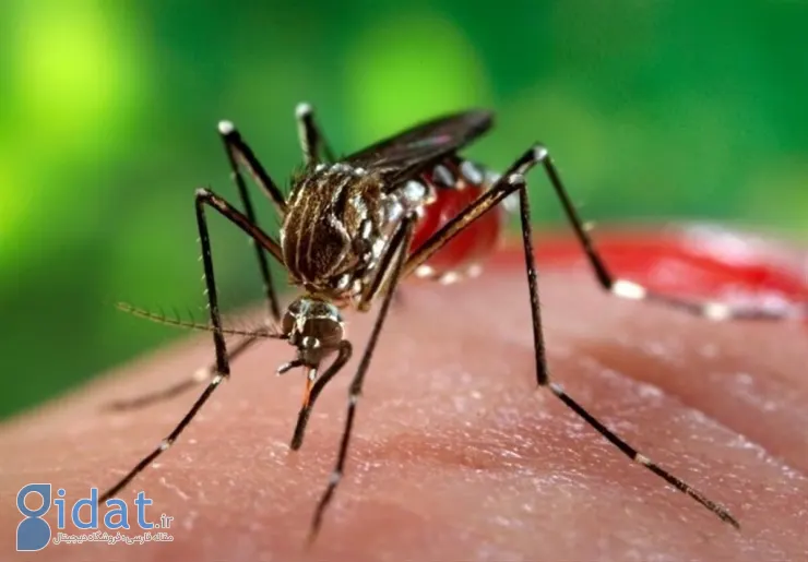 ورود پشه Aedes aegypti به ایران