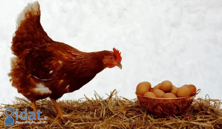 قیمت‌های جدید و باورنکردنی مرغ و تخم‌مرغ اعلام شد