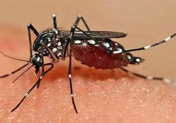 کدام مناطق کشور آلوده به پشه Aedes هستند؟