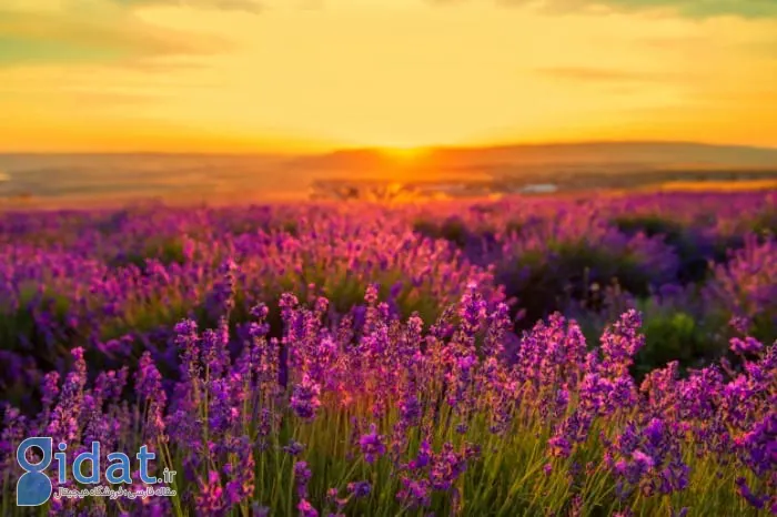 چایی که برای درمان ریزش مو موثر است