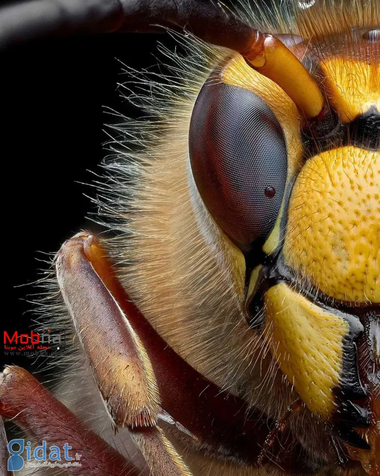 تصاویر جالب از صورت زنبور گاو از نمای نزدیک