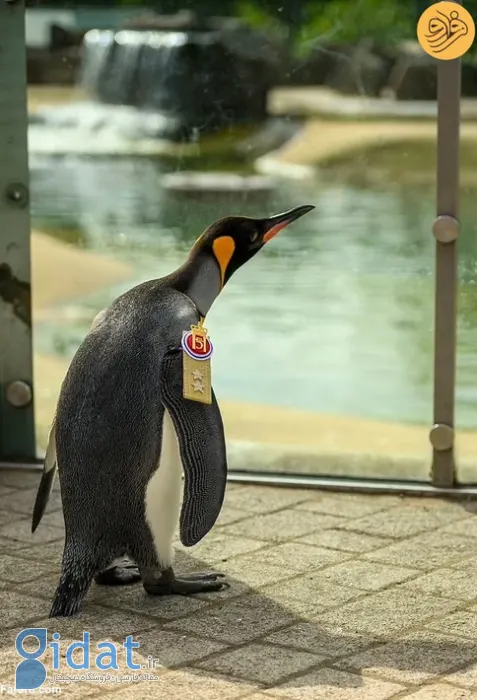 اعطای درجه سرلشکری ​​به پنگوئن!