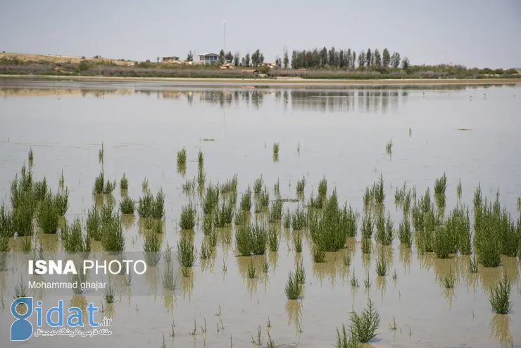 تصاویر چشم نواز از تالاب‌های بین‌المللی گلستان