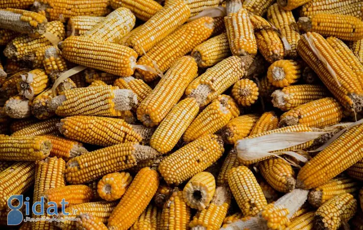   ۶ خوردنیِ تابستانی که زندگی‌تان را به هم می‌ریزند! 