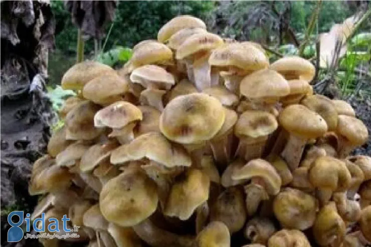 این قارچ ها حتی پس از پختن نیز کشنده هستند