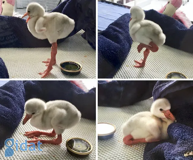 تصاویری از بامزهترین بچههای دنیا که روزتان را میسازد