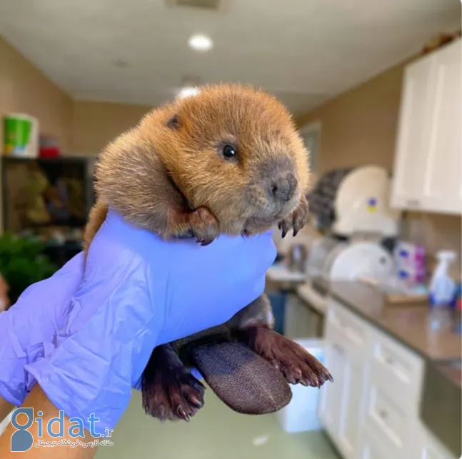 تصاویری از بامزهترین بچههای دنیا که روزتان را میسازد