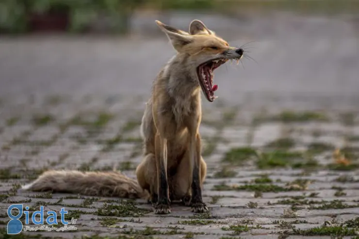 نقش جالب خمیازه در بدن