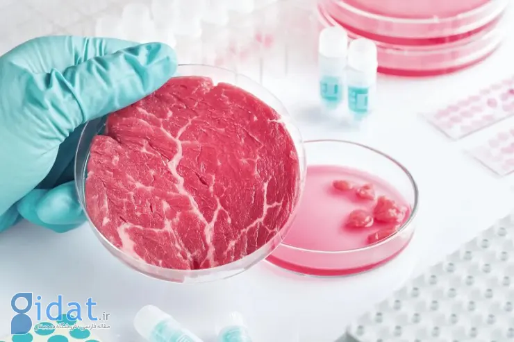 تولید گوشت مصنوعی با رایحه چربی های آزمایشگاهی
