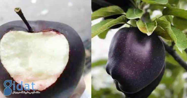 عجیب ترین میوه هایی که تا به حال دیده اید