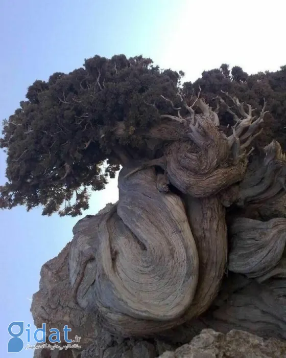 تصویری جالب از یک درخت ۵ هزار ساله
