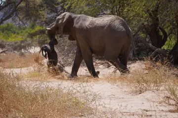 عزاداری دردناک یک فیل برای فرزند مرده اش