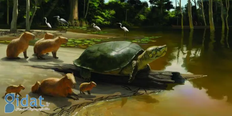 «ماتورین»، لاک‌پشت غول‌پیکر دنیای واقعی کشف شد!