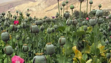 زمان کشت گیاهان مخدر پایه در ایران اعلام شد