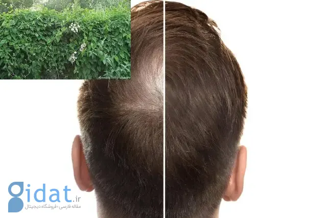 این گیاه می‌تواند کلید رشد مجدد مو باشد