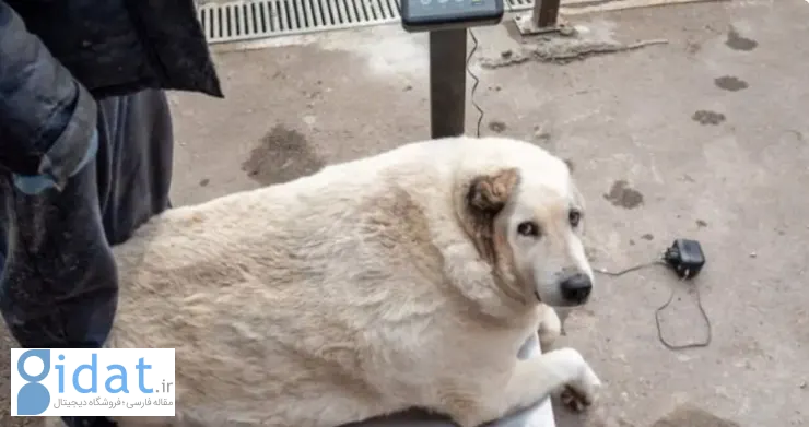 چاق ترین سگ خیابانی با وزن 100 کیلوگرم!